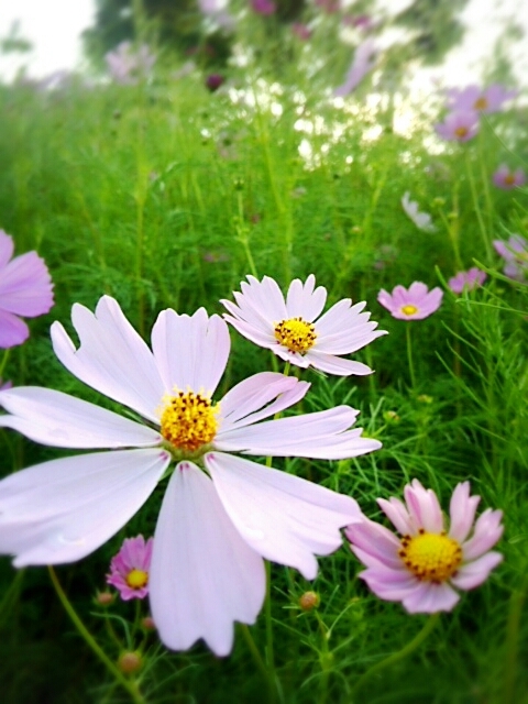 f0043559_9333622.jpg