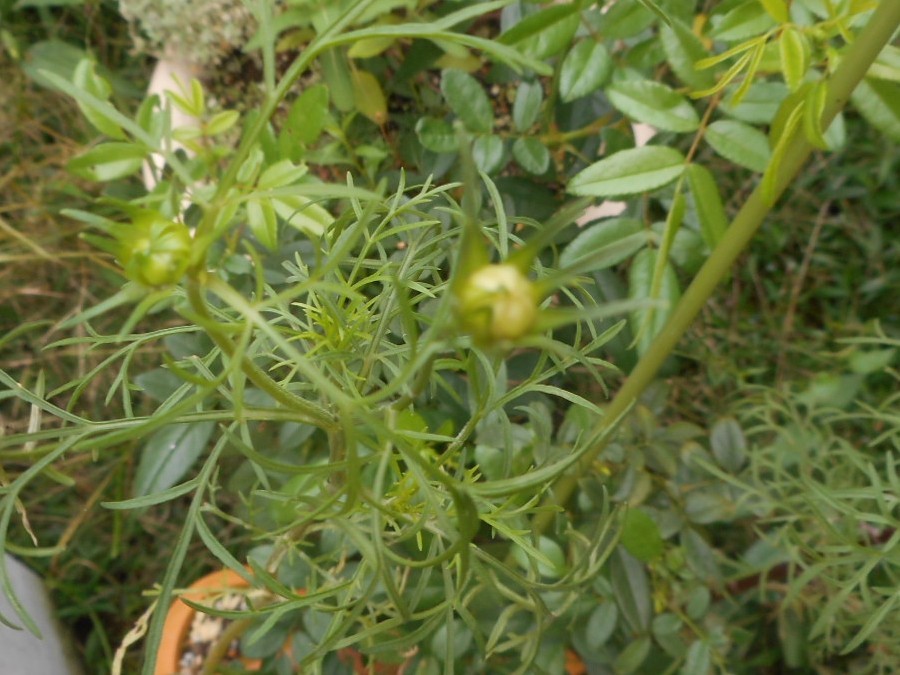 c0336266_10100639.jpg