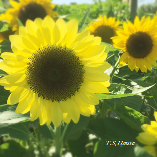 a0051108_11504933.png