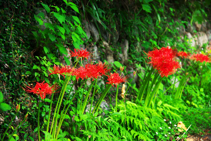 a0263109_12591430.jpg