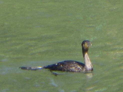 c0280322_11180434.jpg