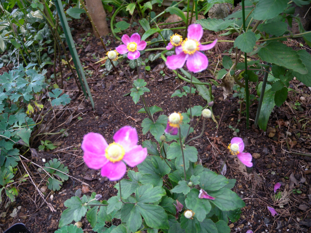 e0272335_17324065.jpg