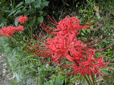 b0120541_1329115.jpg