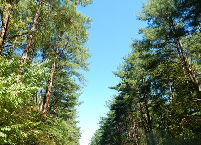 a0142343_1284459.jpg