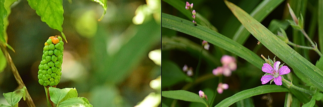 c0339546_20295767.jpg