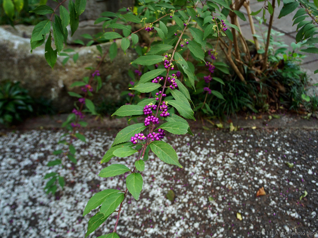 d0100156_00005799.jpg