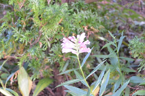 e0151566_20422146.jpg