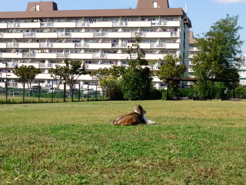 a0157174_2011059.jpg