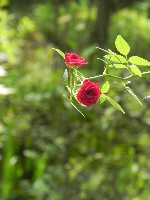 c0152002_08144587.jpg