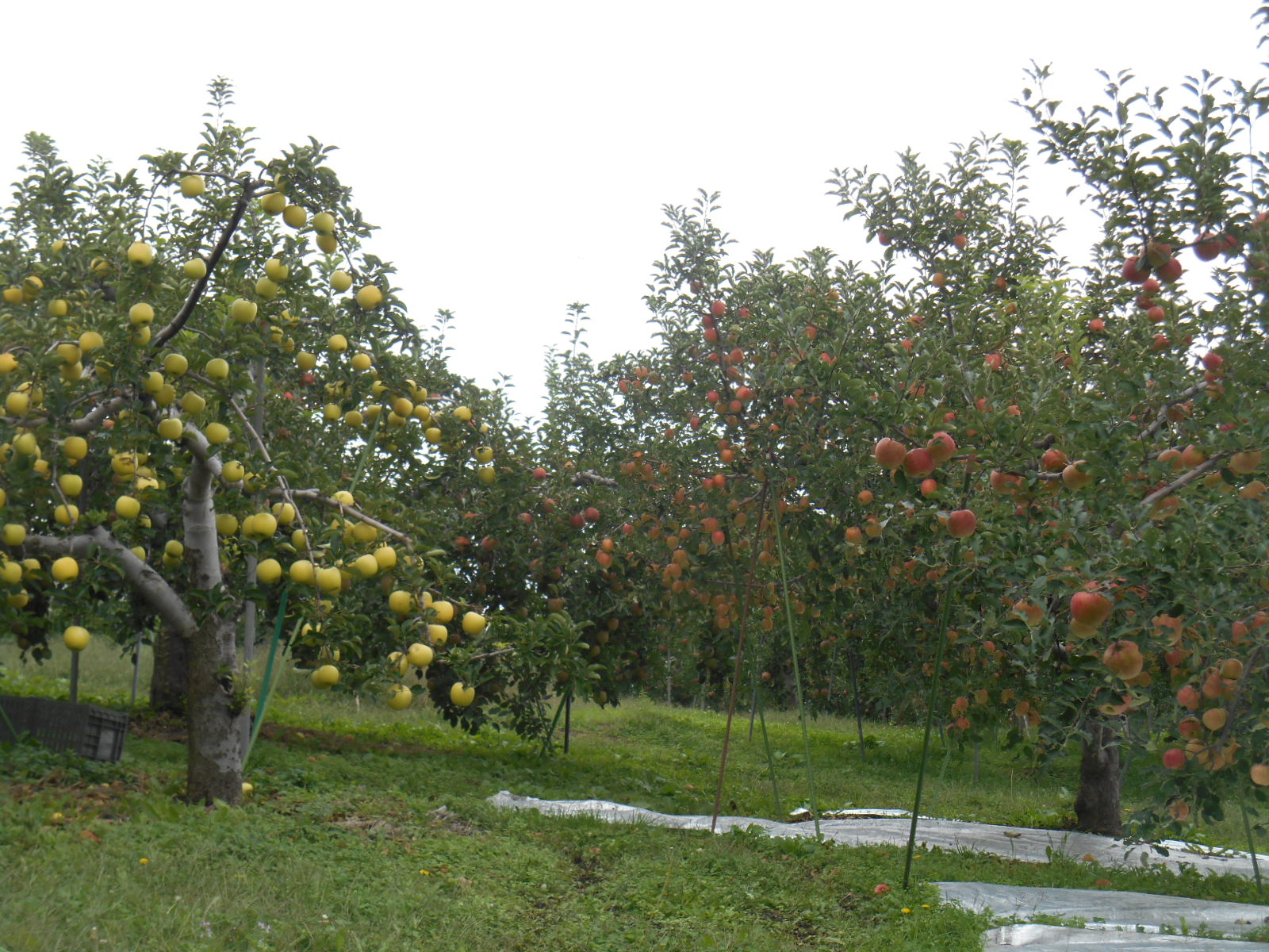 e0297347_17462698.jpg