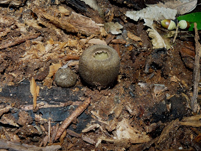 d0019074_92013.jpg
