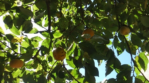 c0013922_22013553.jpg