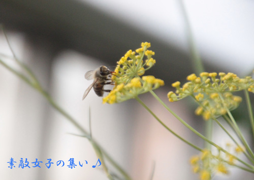 a0245136_17184029.jpg