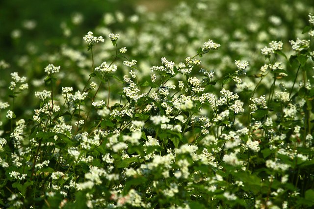 a0242438_19264.jpg