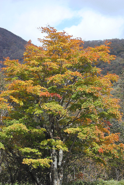 a0001354_19515277.gif