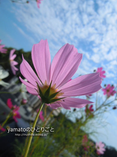 a0286855_6311695.jpg