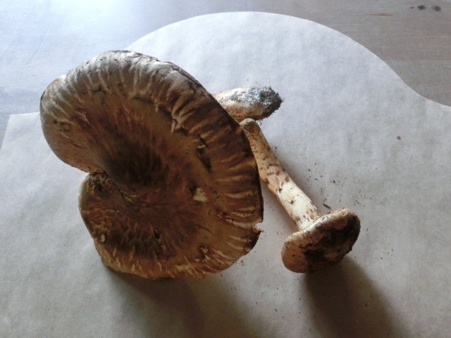 c0140260_2185083.jpg