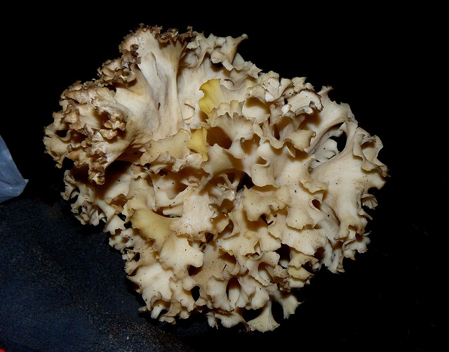 d0019074_811844.jpg