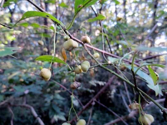 a0317576_15231403.jpg