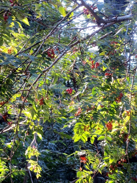 a0317576_15272121.jpg