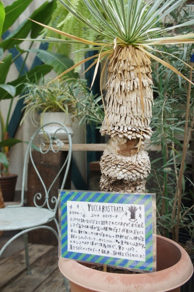 a0139007_12335300.jpg