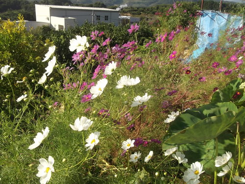 b0137932_2012897.jpg