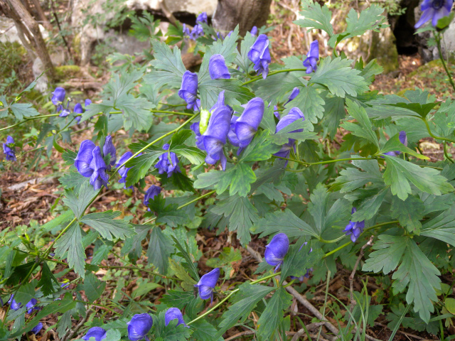 e0272335_4593029.jpg