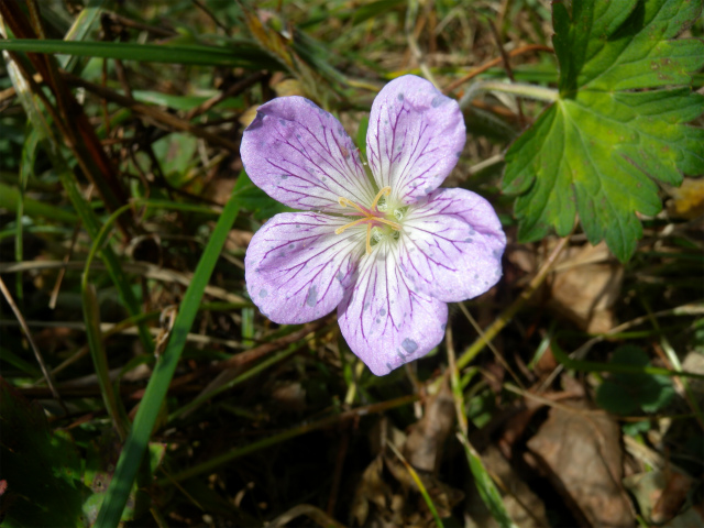 e0272335_557793.jpg