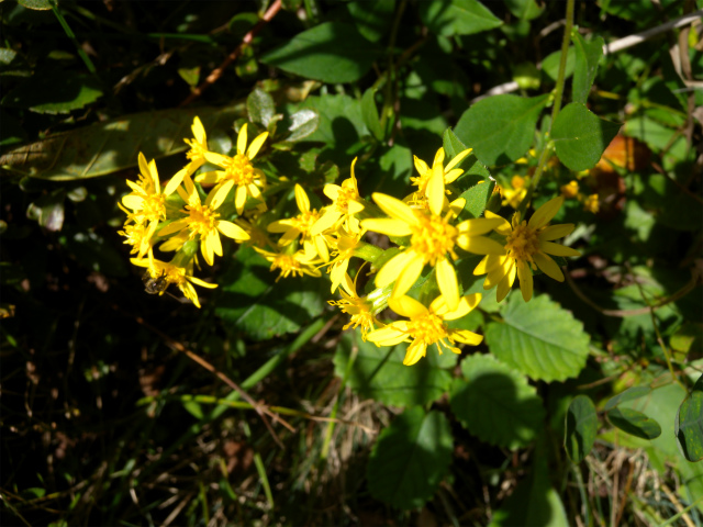 e0272335_595617.jpg
