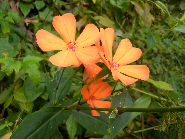 e0272335_9213247.jpg
