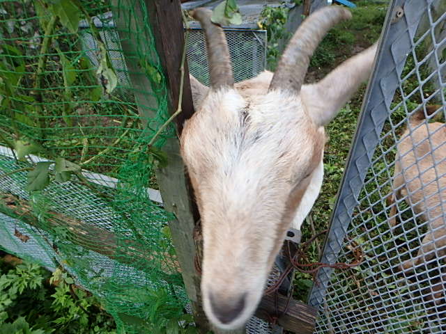 c0183137_16344212.jpg