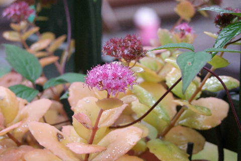 e0088260_09214652.jpg