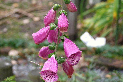 e0088260_09223149.jpg