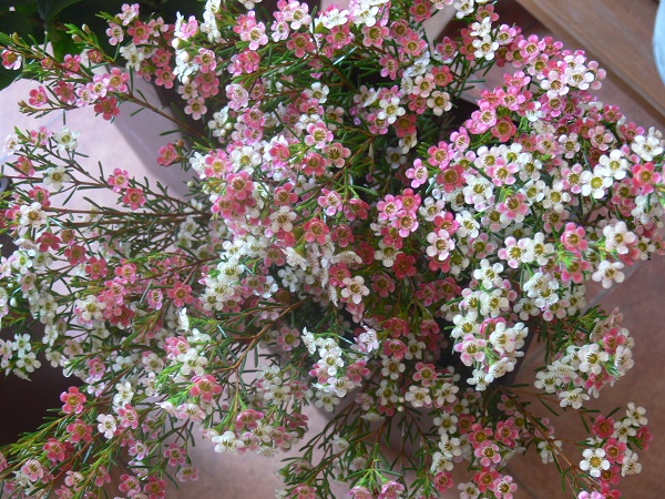 e0140986_1742512.jpg