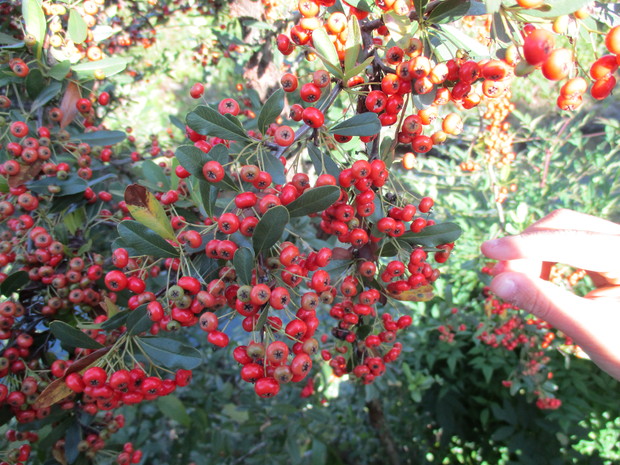 d0333091_18312772.jpg