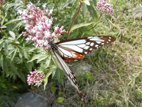 c0361298_23450048.jpg