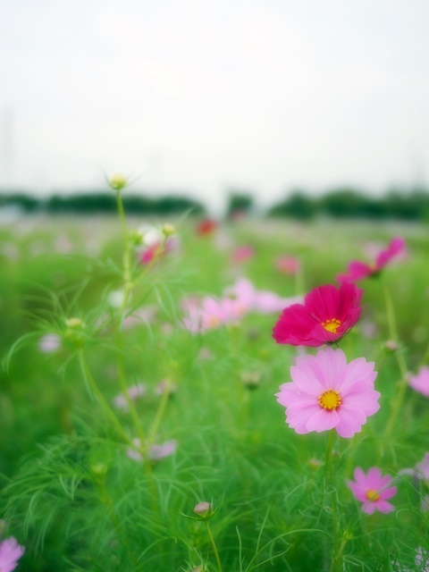 c0187503_1745412.jpg
