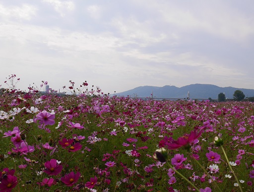 a0140305_2358456.jpg