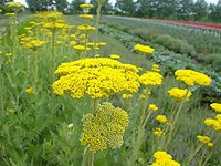c0219232_1654760.jpg