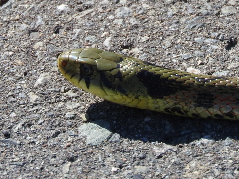 f0118332_11454251.jpg