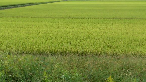 e0305733_5462026.jpg