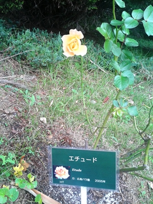 f0034334_22355425.jpg