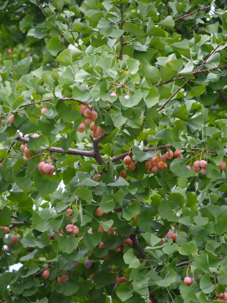 c0122670_20291901.jpg