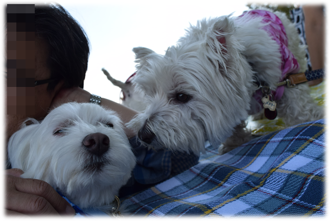 b0242873_23383538.png