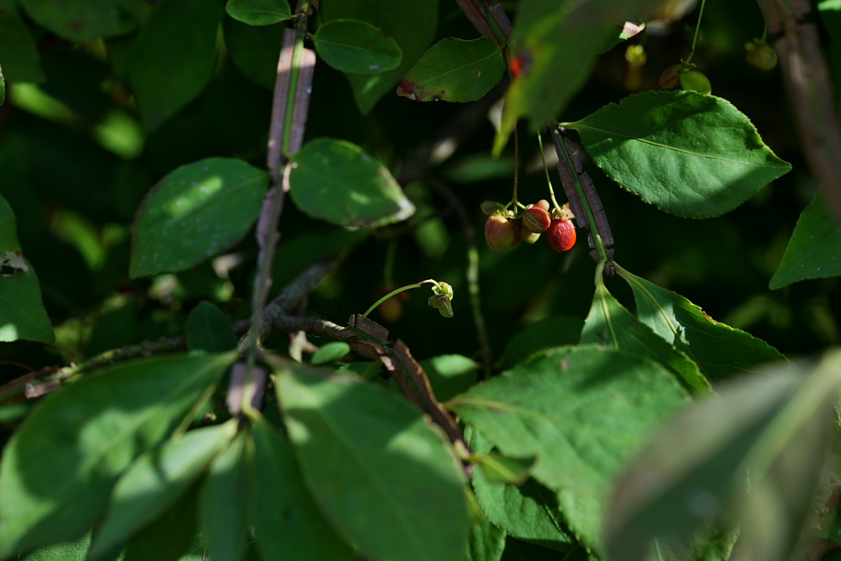a0083081_1718550.jpg