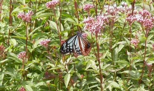 c0361298_15213855.jpg