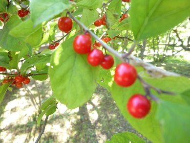b0198109_21522226.jpg