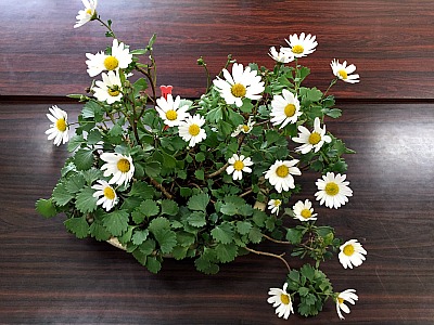 b0279109_20355534.jpg