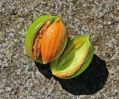 c0104227_15392862.jpg