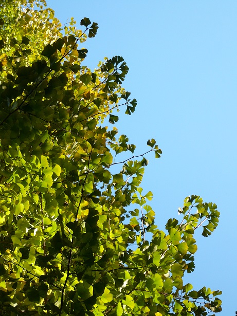 a0118928_1612438.jpg